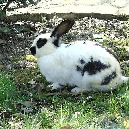 Agroturismo Agriturismo Poponi Todi