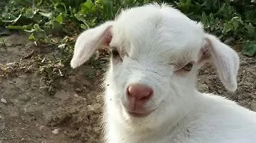 Agriturismo Poponi Todi